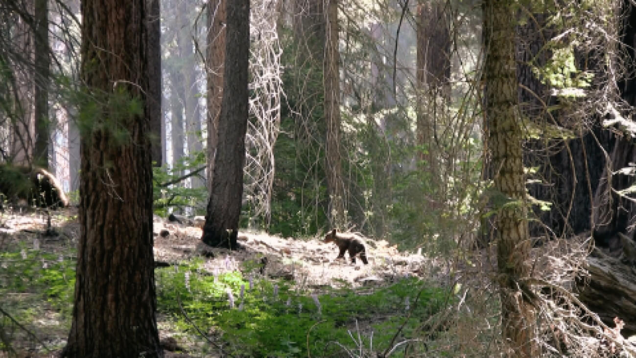 Winter Forest Image